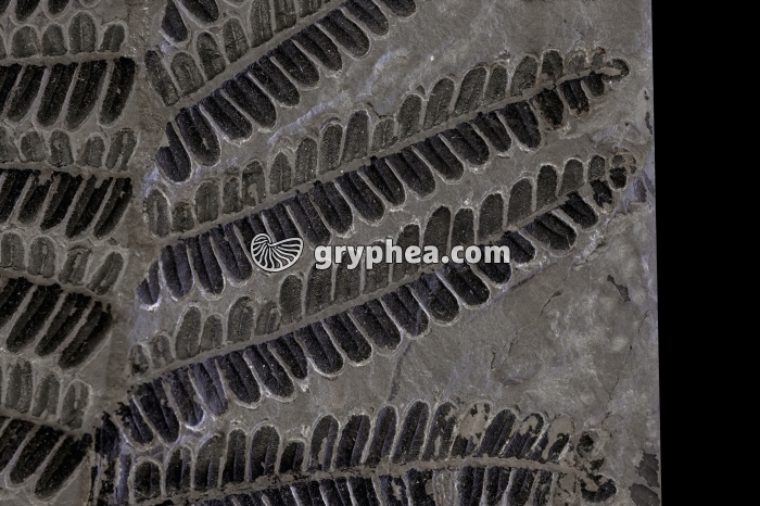 Fougère - détail de la fronde (Carbonifère, France) - gryphea.org